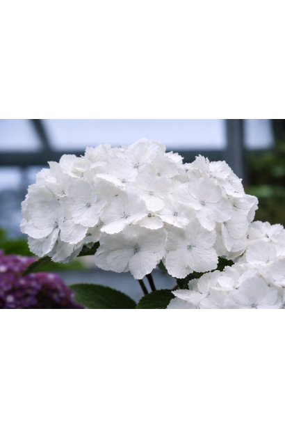 Гортензія макрофіла Мадам Е. Мульє квітка